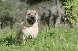 SHAR-PEI 393